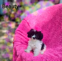 Beauty , a female Cockapoo for sale in Eatonton, GA – 1 of 10