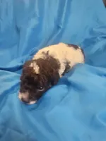Stetson, a male Cockapoo for sale in Eatonton, GA – 4 of 4