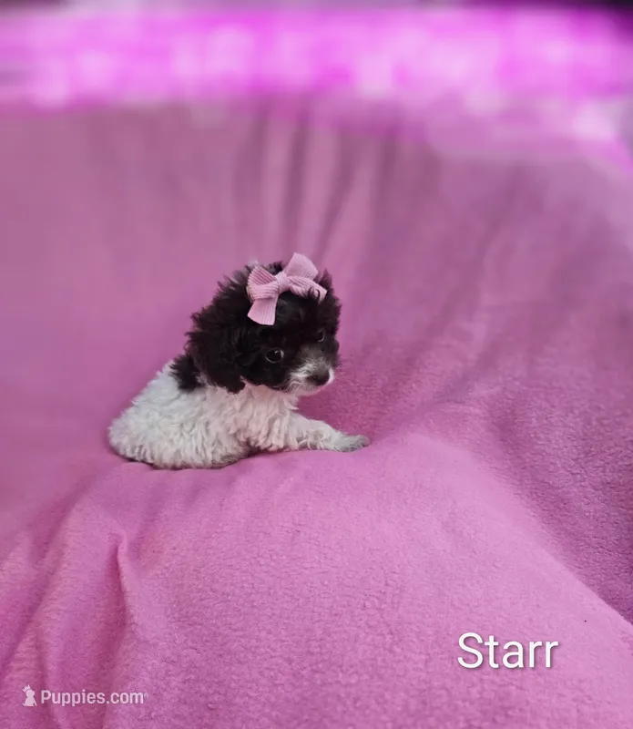 Starr – Cockapoo puppy for sale in Eatonton, GA