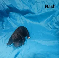 Nash, a male Poodle - Toy  for sale in Eatonton, GA – 2 of 6