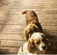 Southernbelle Olivia, a female Cocker Spaniel for sale in Eatonton, GA – 4 of 4