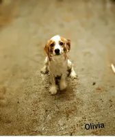 Southernbelle Olivia, a female Cocker Spaniel for sale in Eatonton, GA – 3 of 4
