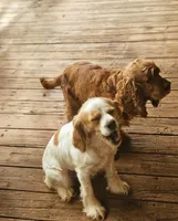 Southern Boy Red, a male Cocker Spaniel for sale in Eatonton, GA – 2 of 2