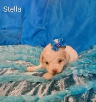 Stella, a female Cockapoo for sale in Eatonton, GA – 4 of 4