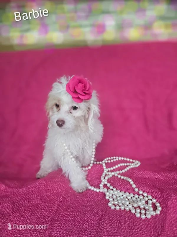 Barbie – Cockapoo puppy for sale in Eatonton, GA