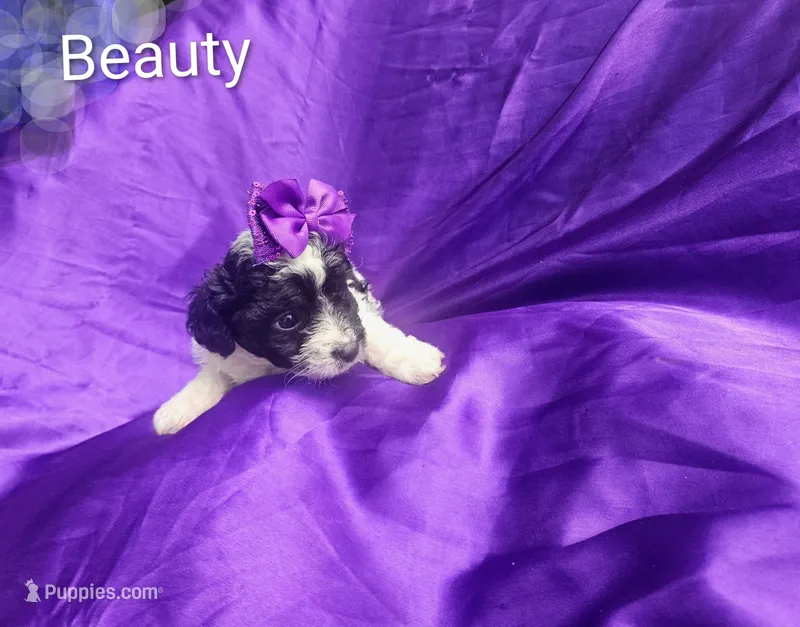 Beauty  – Cockapoo puppy for sale in Eatonton, GA