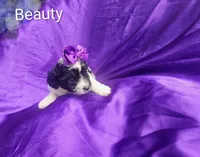 Beauty , a female Cockapoo for sale in Eatonton, GA – 1 of 3