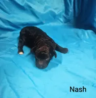 Nash, a male Poodle - Toy  for sale in Eatonton, GA – 5 of 6