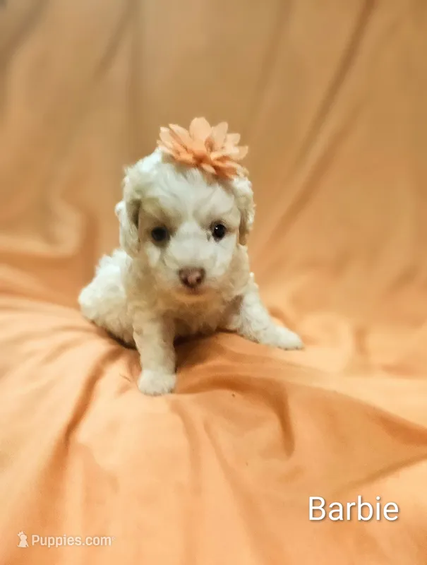 Barbie – Cockapoo puppy for sale in Eatonton, GA