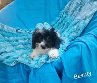 Beauty , a female Cockapoo for sale in Eatonton, GA – 10 of 10