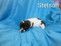 Stetson, a male Cockapoo for sale in Eatonton, GA – 3 of 4