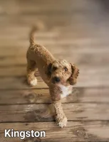 Kingston, a male Poodle - Miniature  for sale in Eatonton, GA – Photo 5 of 5