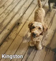 Kingston, a male Poodle - Miniature  for sale in Eatonton, GA – Photo 3 of 5