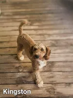 Kingston, a male Poodle - Miniature  for sale in Eatonton, GA – Photo 1 of 5