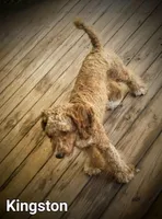 Kingston, a male Poodle - Miniature  for sale in Eatonton, GA – Photo 4 of 5