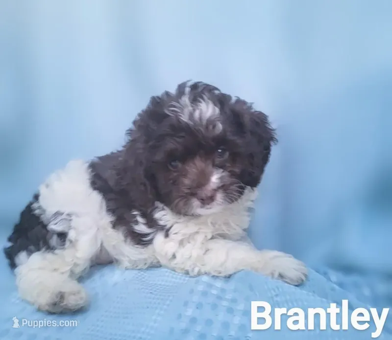 Brantley, a male Cockapoo for sale in Eatonton, GA – Photo 1 of 10