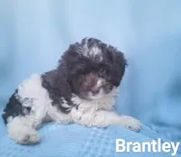 Brantley, a male Cockapoo for sale in Eatonton, GA – Photo 1 of 10