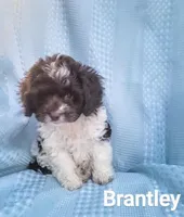 Brantley, a male Cockapoo for sale in Eatonton, GA – Photo 4 of 10