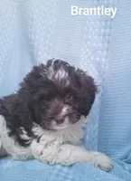 Brantley, a male Cockapoo for sale in Eatonton, GA – Photo 3 of 10