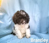 Brantley, a male Cockapoo for sale in Eatonton, GA – Photo 8 of 10
