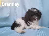 Brantley, a male Cockapoo for sale in Eatonton, GA – Photo 2 of 10