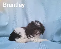 Brantley, a male Cockapoo for sale in Eatonton, GA – Photo 9 of 10