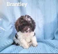 Brantley, a male Cockapoo for sale in Eatonton, GA – Photo 5 of 10