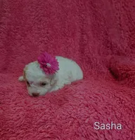 Sasha, a female Cockapoo for sale in Eatonton, GA – 3 of 3