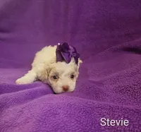 Stevie , a female Cockapoo for sale in Eatonton, GA – 3 of 4