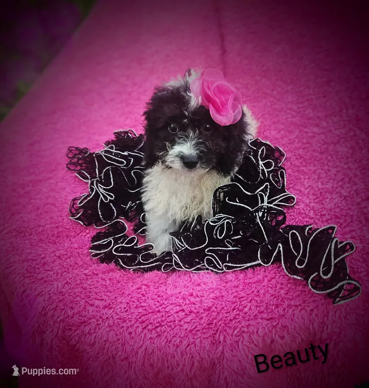 Beauty  – Cockapoo puppy for sale in Eatonton, GA