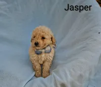 Jasper, a male Poodle - Toy  for sale in Eatonton, GA – Photo 6 of 10