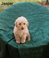 Jasper, a male Poodle - Toy  for sale in Eatonton, GA – Photo 10 of 10