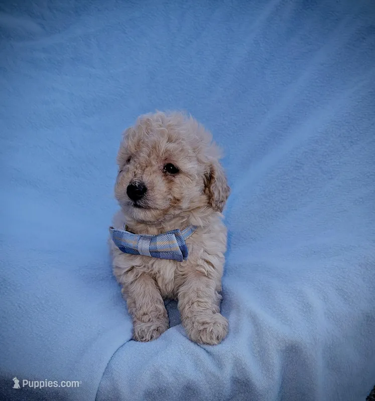Jasper – Poodle - Toy  puppy for sale in Eatonton, GA