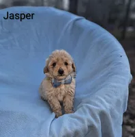 Jasper, a male Poodle - Toy  for sale in Eatonton, GA – Photo 8 of 10