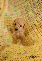 Jasper, a male Poodle - Toy  for sale in Eatonton, GA – Photo 10 of 10