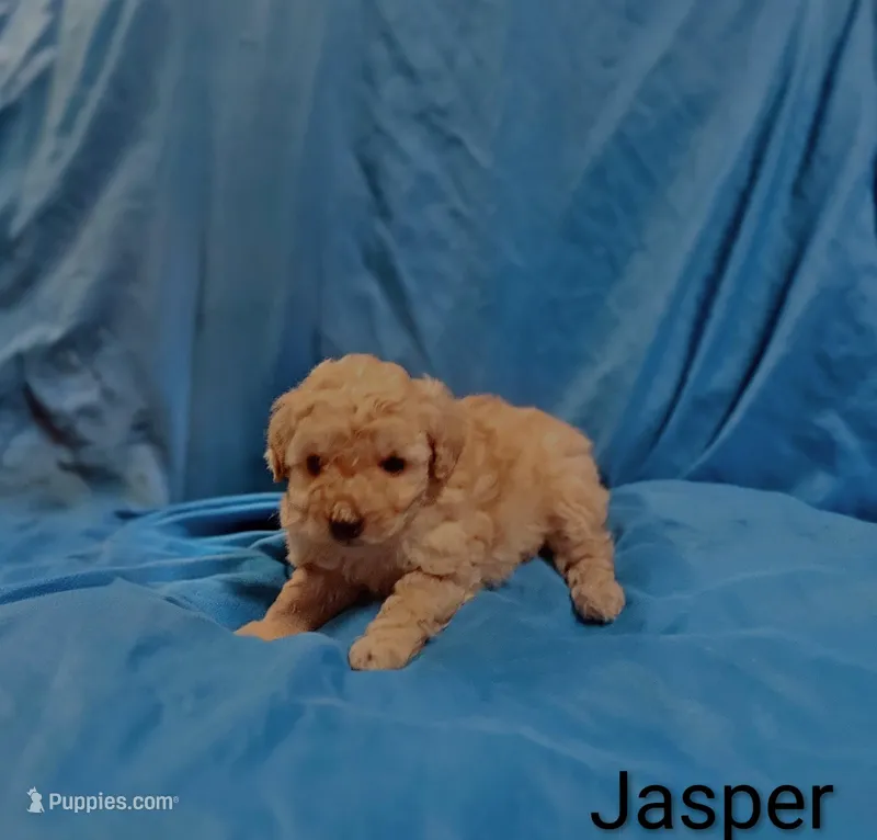 Jasper