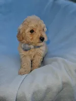 Jasper, a male Poodle - Toy  for sale in Eatonton, GA – Photo 9 of 10