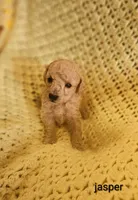 Jasper, a male Poodle - Toy  for sale in Eatonton, GA – Photo 5 of 10