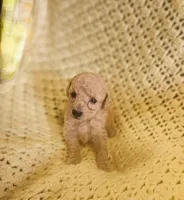 Jasper, a male Poodle - Toy  for sale in Eatonton, GA – Photo 9 of 10