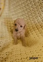Jasper, a male Poodle - Toy  for sale in Eatonton, GA – Photo 1 of 10