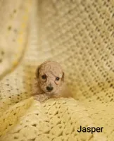 Jasper, a male Poodle - Toy  for sale in Eatonton, GA – Photo 2 of 10
