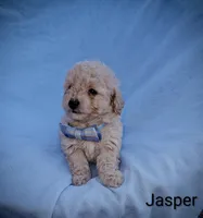 Jasper, a male Poodle - Toy  for sale in Eatonton, GA – Photo 5 of 10