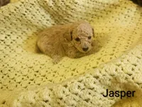 Jasper, a male Poodle - Toy  for sale in Eatonton, GA – Photo 3 of 10