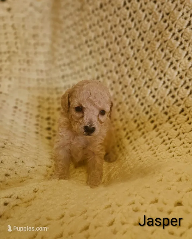 Jasper – Poodle - Toy  puppy for sale in Eatonton, GA