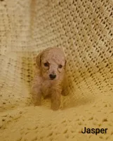 Jasper, a male Poodle - Toy  for sale in Eatonton, GA – Photo 4 of 10