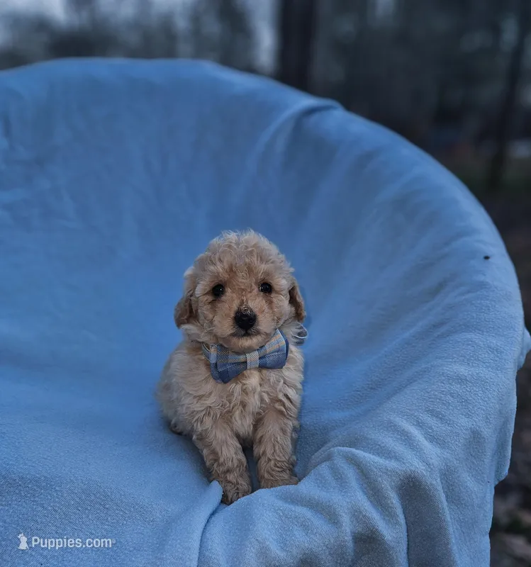 Jasper – Poodle - Toy  puppy for sale in Eatonton, GA