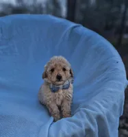 Jasper, a male Poodle - Toy  for sale in Eatonton, GA – Photo 3 of 10