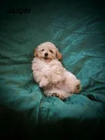 Jasper, a male Poodle - Toy  for sale in Eatonton, GA – Photo 2 of 10