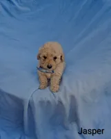 Jasper, a male Poodle - Toy  for sale in Eatonton, GA – Photo 4 of 10