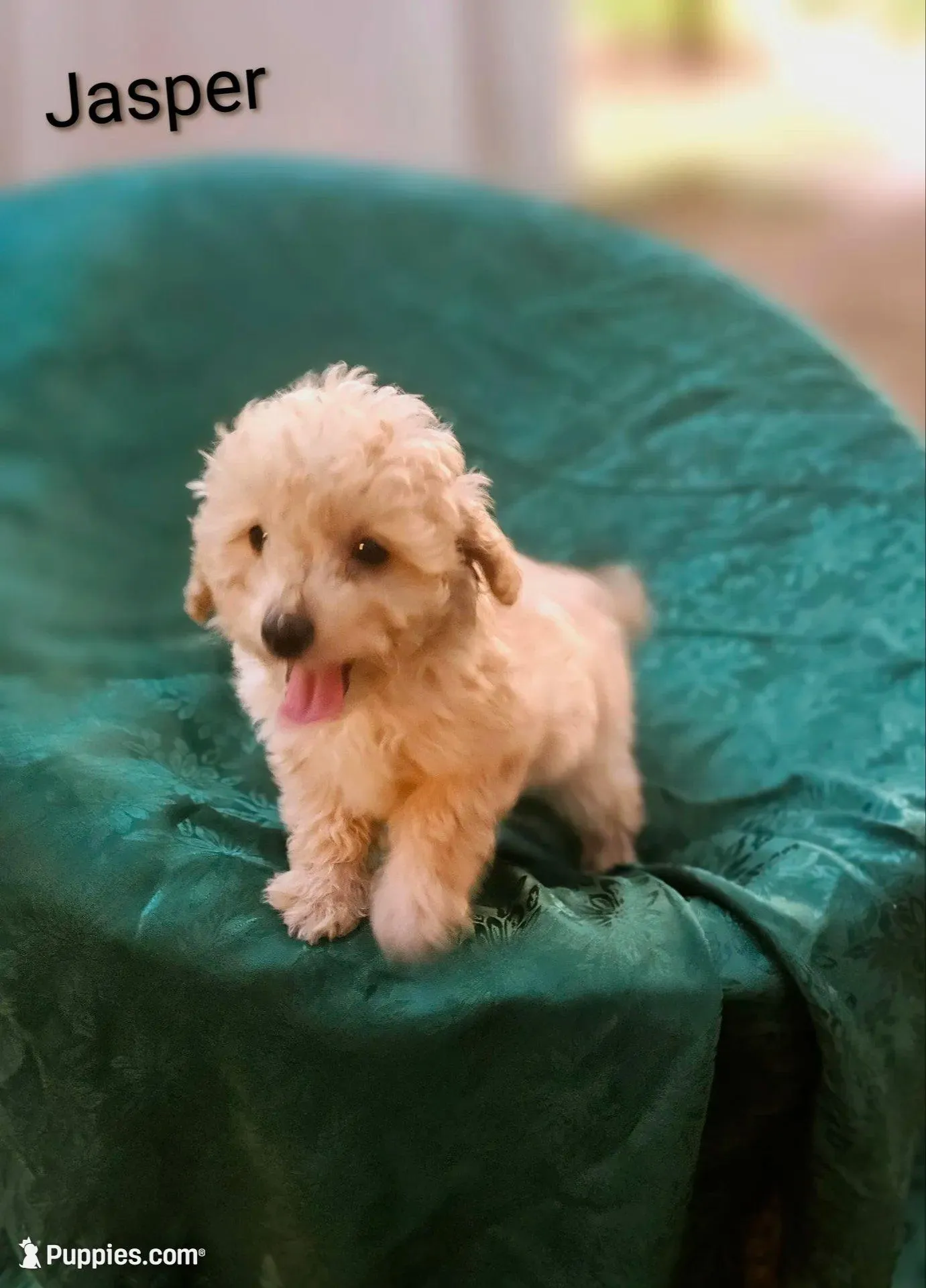 Jasper – Poodle - Toy  puppy for sale in Eatonton, GA